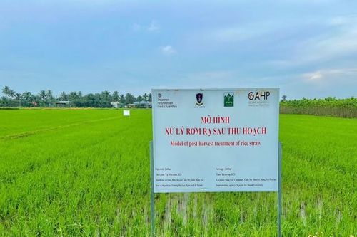 Phát triển chế phẩm vi sinh xử lý rơm rạ sau thu hoạch tại đồng ruộng