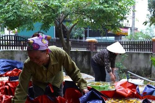 Thủ phủ hồng mất mùa, vì sao người trồng vẫn phấn khởi?