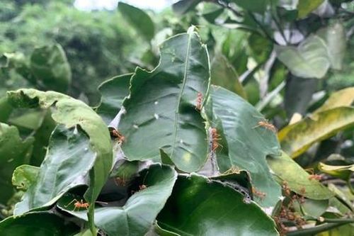 Tuyệt chiêu nuôi kiến vàng bảo vệ rừng cam của lão nông Hà Tĩnh