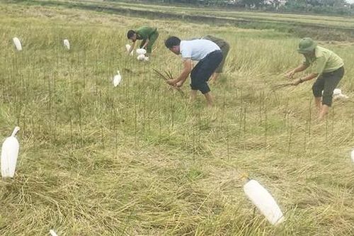 Quảng Bình nghiêm cấm cán bộ, người dân xâm hại chim trời