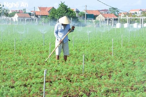 Nông dân Nghệ An bám đồng sản xuất vụ Đông