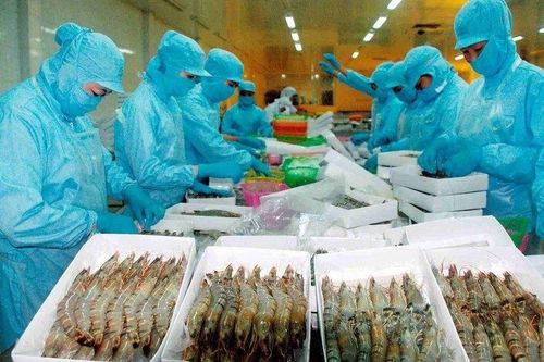 Điểm sáng trong bức tranh xuất khẩu tôm