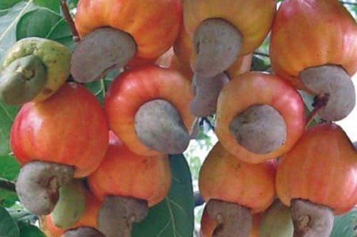 Loại hạt đắt đỏ cả thế giới yêu thích, ở Việt Nam rụng đầy vườn