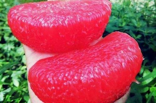 Quả có ruột đỏ như máu giá 200.000 đồng/quả, nước láng giềng trồng rất nhiều, nhập về bao nhiêu hết bấy nhiêu