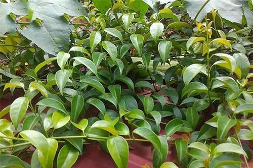 Thứ lá này giá 100.000 đồng/kg, chỉ mọc tự nhiên chứ không trồng, có vị chua mát ăn rất ngon