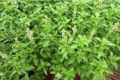 Loại lá trước chả ai để ý, giờ được dân thành phố 'săn lùng' vì làm lẩu gà quá ngon, giá 100.000 đồng/kg