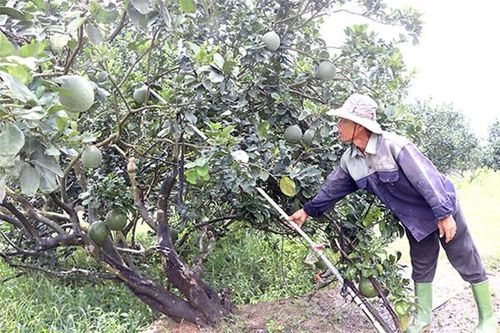 Huyện Vĩnh Cửu ứng dụng cơ giới hóa trong sản xuất cây ăn trái