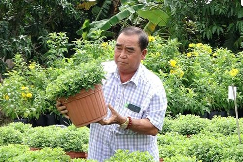 Làng hoa Sa Đéc đa dạng hoa Tết với giống cúc mâm xôi Hàn Quốc