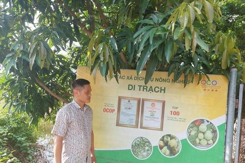 Chuẩn OCOP 4 sao từ sản phẩm ổi nổi tiếng Thủ đô