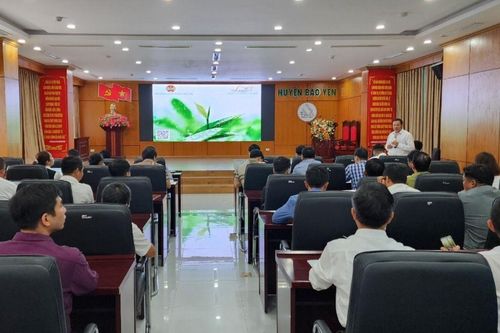 Đánh giá mô hình kiểm nghiệm sử dụng phân bón hữu cơ Lucavi Organic Fish trên cây chè