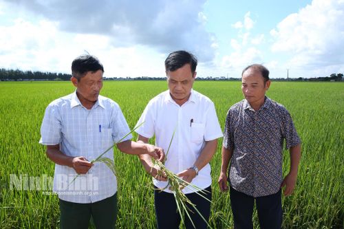 Kim Sơn: Từ mô hình đến chương trình lúa đặc sản, hữu cơ