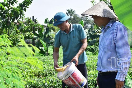 Nâng cao chất lượng nông sản an toàn từ kinh tế hộ