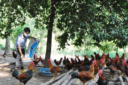 Tổ chức xúc tiến, kết nối tiêu thụ gà đồi Phú Bình