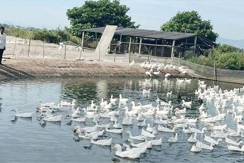 Khống chế dịch bệnh gia súc, gia cầm