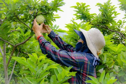 Lục Nam dồn lực về đích nông thôn mới