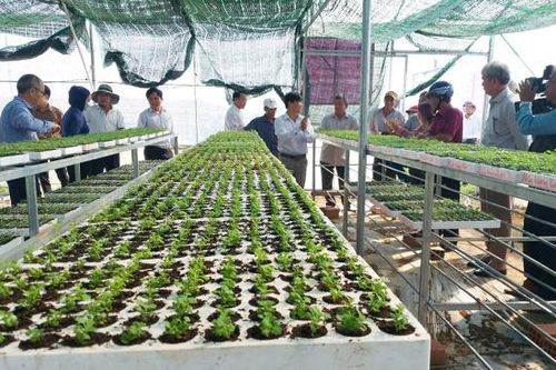 Hướng đi mới cho làng hoa Bình Lâm
