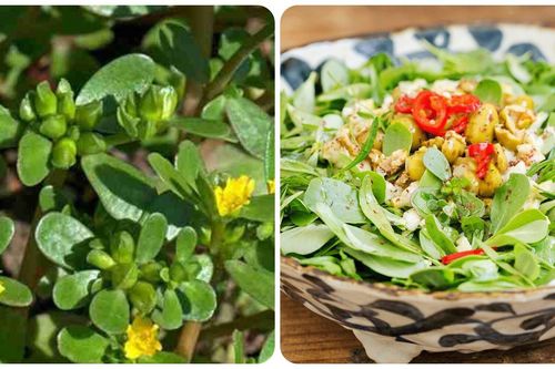 Loại rau dại ở Việt Nam lại là 'rau trường sinh', được thế giới săn lùng