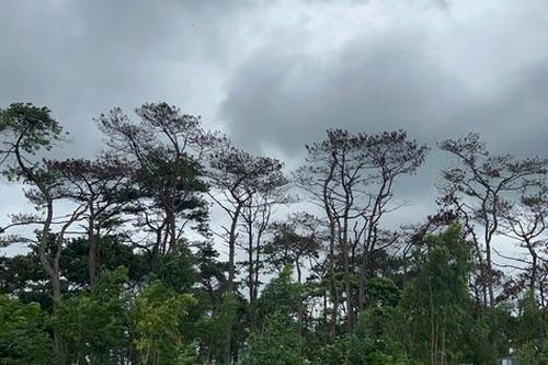 Diễn biến mới vụ rừng thông hàng chục năm tuổi ở Quảng Trị bị xâm hại