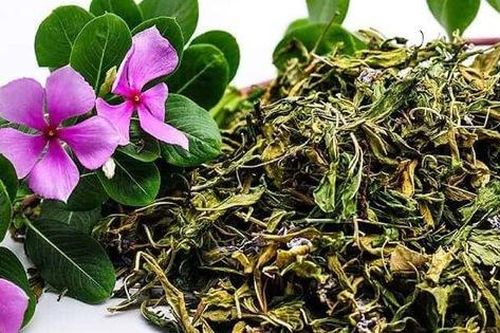 Bất ngờ loại cây người Việt trồng làm cảnh nhưng công dụng chữa bệnh cực tốt, nhất là với người bị tiểu đường và cao huyết áp