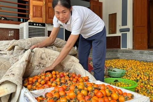 'Thủ phủ' trồng hồng ở xứ Nghệ rộn ràng đón khách du lịch