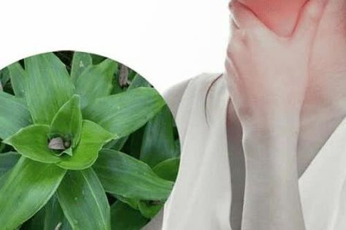 Cây lược vàng chữa được bệnh gì?