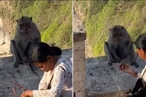 Video chú khỉ giật điện thoại của du khách rồi 'mặc cả' để đổi lấy món ăn mình thích