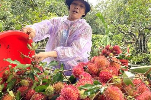 Quảng Ngãi: Vào vụ mùa thu hoạch chôm chôm