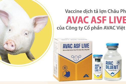 Vaccine dịch tả lợn châu Phi do Việt Nam sản xuất chính thức được xuất khẩu