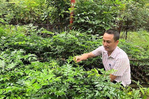 Quảng Bình: Vườn thực vật, nơi 'ươm rừng' giữa lòng 'miền di sản'