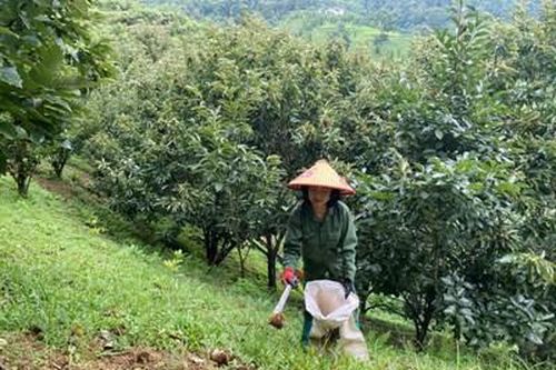 Hạt dẻ giúp người dân Ngân Sơn thoát nghèo