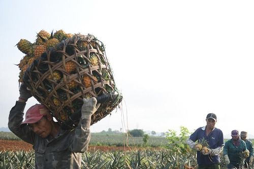 Nông thôn mới thông minh nhìn từ câu chuyện tiếp cận công nghệ và thay đổi thói quen sản xuất