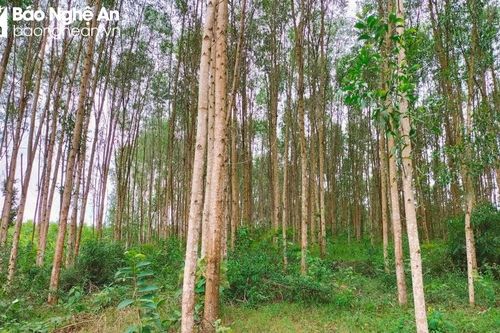 Còn nhiều khó khăn trong cấp chứng chỉ quản lý rừng bền vững