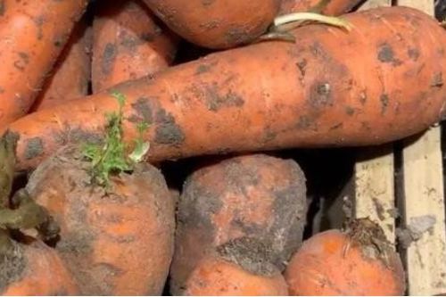 Hôm nay mình mới biết có ba loại cà rốt không mua được cũng không nên ăn, nhiều người chưa để ý