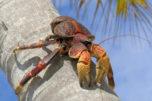 Loài cua biết leo cây và hái quả, ở Việt Nam có giá 6 - 7 triệu đồng/kg