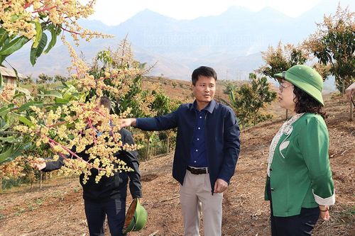 Khuyến khích liên kết sản xuất, tiêu thụ sản phẩm