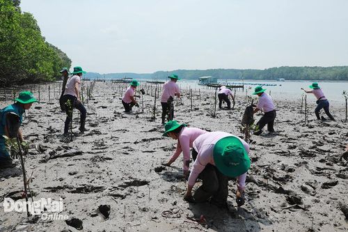 C.P. Việt Nam trồng hơn 3ha rừng ngập mặn tại Nhơn Trạch