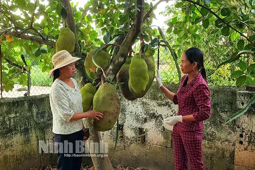 Phụ nữ Yên Khánh năng động, sáng tạo trong phát triển kinh tế