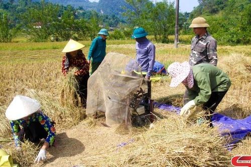Dẻo thơm gạo nếp Mắc Đươi