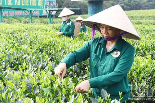 Khi phụ nữ tham gia quản lý hợp tác xã