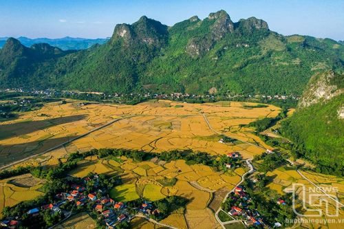 Mùa vàng vùng cao