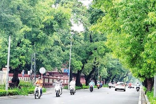 Cây xanh cho đô thị di sản