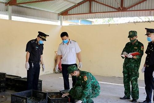 Buôn lậu gia cầm qua địa bàn Lạng Sơn tăng cả về tần suất và số lượng