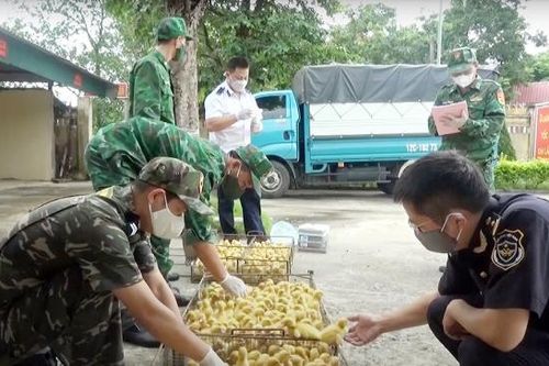 Nhập lậu gia súc, gia cầm kéo theo nguy cơ dịch bệnh