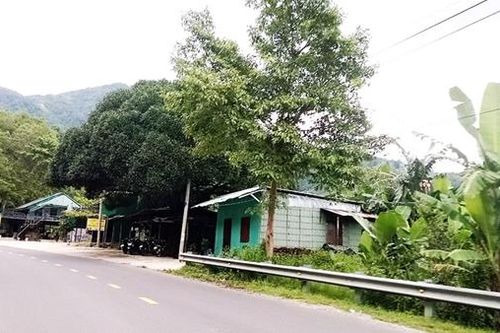 Xử lý nhiều quán xá mọc 'chui' ở đèo Ngoạn Mục