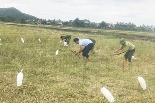Quảng Bình nghiêm cấm săn bắt, mua bán chim hoang dã