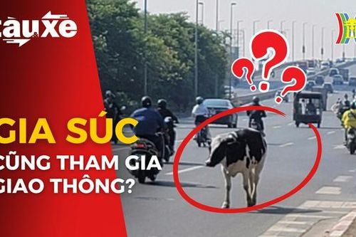 Gia súc xuất hiện trên trục đường đông đúc tại Hà Nội