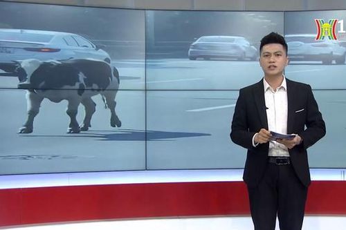 Tái diễn tình trạng bò lang thang trên đường Võ Nguyên Giáp