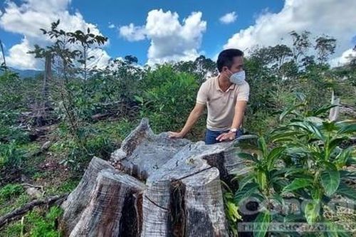 Diễn biến mới về các dự án 'nuốt rừng' tại Kon Tum