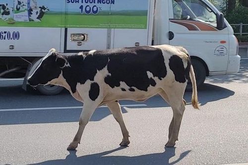Bò 'tung tăng' tham gia giao thông trên trục đường đông đúc, hiện đại của Thủ đô