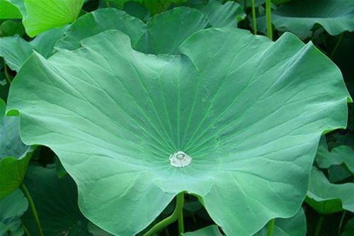 Có nên uống nước lá sen hằng ngày?